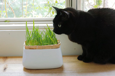 特集：猫がいる生活〜猫と植物のかかわり方〜