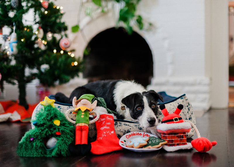 【数量限定】 P.L.A.Y. 犬用クリスマスおもちゃ BOX 本日リリース