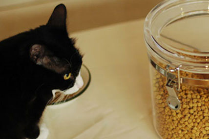 特集 ：キャットフードに栄養プラス！かんたん・おいしい猫ごはん