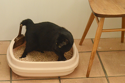 特集：猫のトイレトレーニング